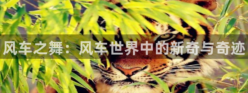 漫画之家下载入口：风车之舞：风车世界中的新奇与奇迹